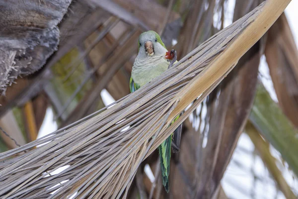 Parakeet Monge Papagaio Quaker Galho Árvore Málaga — Fotografia de Stock