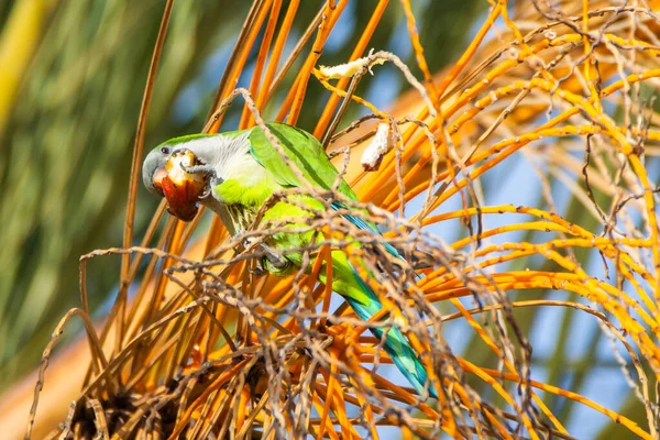 Keşiş Papağanı Quaker Papağanı Malaga Bir Ağaç Dalında — Stok fotoğraf