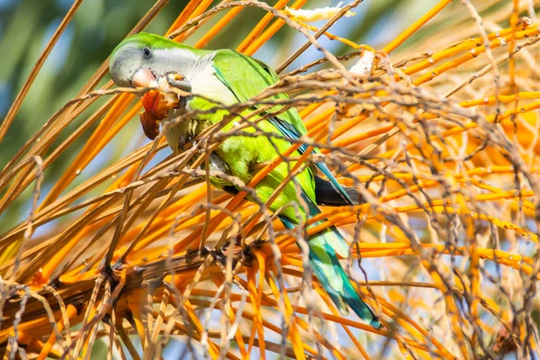Monk Parakeet Quaker Parrot Tree Branch Malaga — стоковое фото
