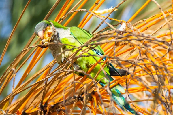 Monk Parakeet Quaker Parrot Tree Branch Malaga — Stock Photo, Image
