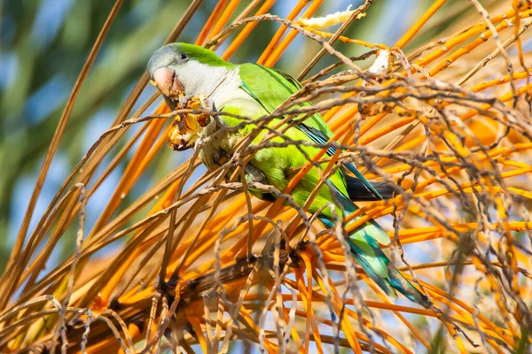 Monk Parakeet Quaker Parrot Tree Branch Malaga — Stock Photo, Image