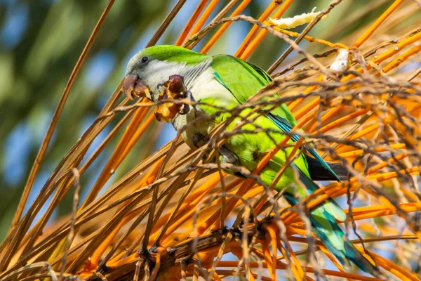 Monk Parakeet Quaker Parrot Tree Branch Malaga — Stock Photo, Image