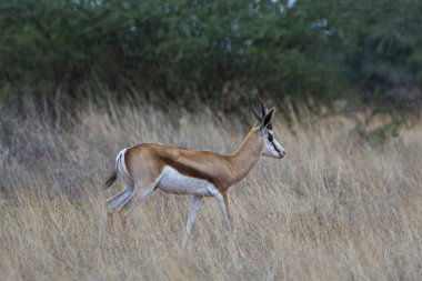 Namibya 'daki Kalahari çölünde bir Springbok, Antidorcas Marsupialis.