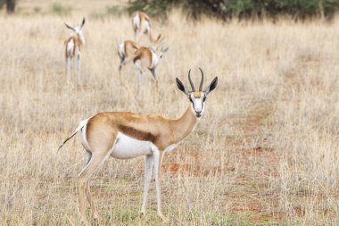 A Springbok, Antidorcas marsupialis, in Kalahari desert in Namibia