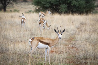 Namibya 'daki Kalahari çölünde bir Springbok, Antidorcas Marsupialis.