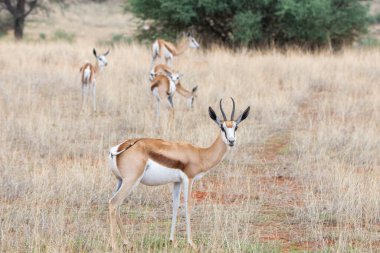 Namibya 'daki Kalahari çölünde bir Springbok, Antidorcas Marsupialis.