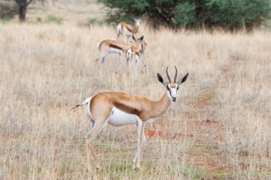 Namibya 'daki Kalahari çölünde bir Springbok, Antidorcas Marsupialis.
