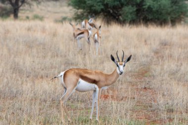 Namibya 'daki Kalahari çölünde bir Springbok, Antidorcas Marsupialis.