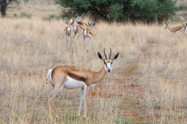 Namibya 'daki Kalahari çölünde bir Springbok, Antidorcas Marsupialis.