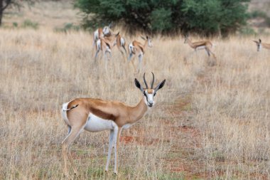 Namibya 'daki Kalahari çölünde bir Springbok, Antidorcas Marsupialis.