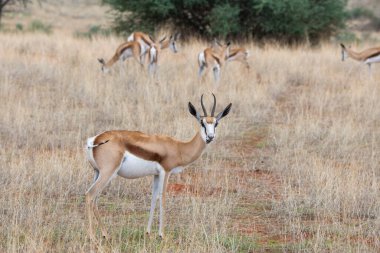 Namibya 'daki Kalahari çölünde bir Springbok, Antidorcas Marsupialis.