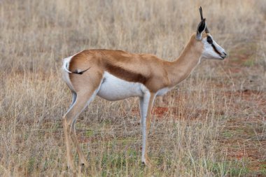 Namibya 'daki Kalahari çölünde bir Springbok, Antidorcas Marsupialis.