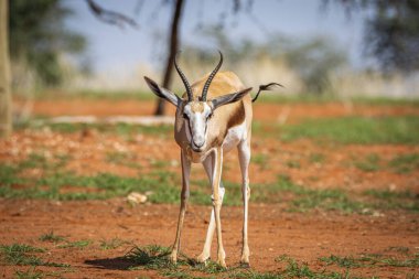Namibya 'daki Kalahari çölünde bir Springbok, Antidorcas Marsupialis.