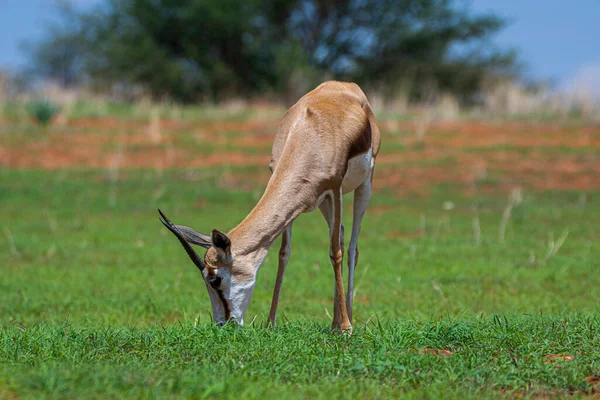 Springbok Antidorcas Marsupialis Kalahari Desert Namibia — Stock Fotó