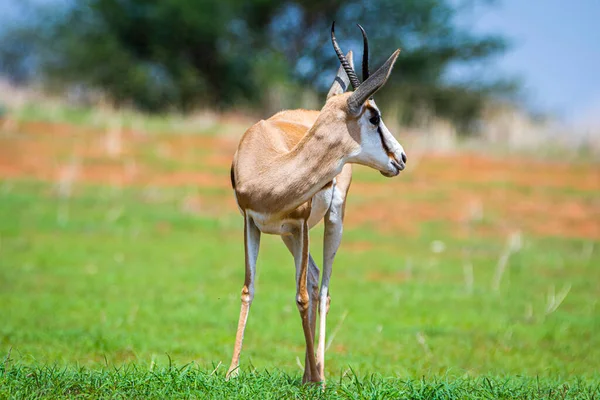 Ein Springbock Antidorcas Marsupialis Der Kalahari Wüste Namibia — Stockfoto