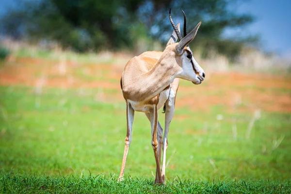 Springbok Antidorcas Marsupialis Kalahari Desert Namibia — Fotografia de Stock