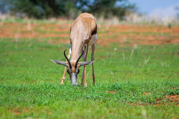Springbok Antidorcas Marsupialis Deserto Kalahari Namíbia — Fotografia de Stock