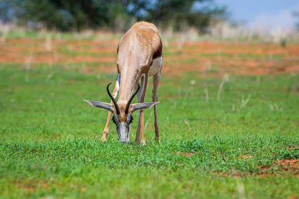 Springbok Antidorcas Marsupialis Kalahari Desert Namibia — Stock Photo, Image