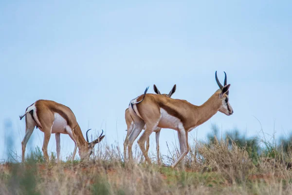 Ein Springbock Antidorcas Marsupialis Der Kalahari Wüste Namibia — Stockfoto