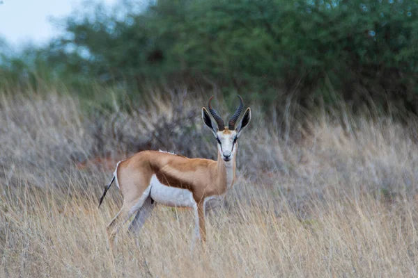 Springbok Antidorcas Marsupialis Poušti Kalahari Namibii — Stock fotografie