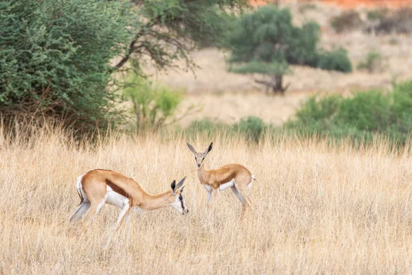 Springbok Antidorcas Marsupialis Пустелі Калахарі Намібії — стокове фото