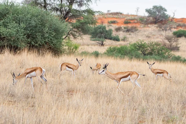 Ein Springbock Antidorcas Marsupialis Der Kalahari Wüste Namibia — Stockfoto