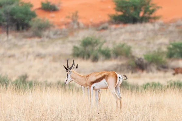 Ein Springbock Antidorcas Marsupialis Der Kalahari Wüste Namibia — Stockfoto