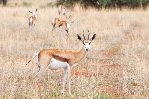 Springbok Antidorcas Marsupialis Kalahari Desert Namibia — Stock fotografie