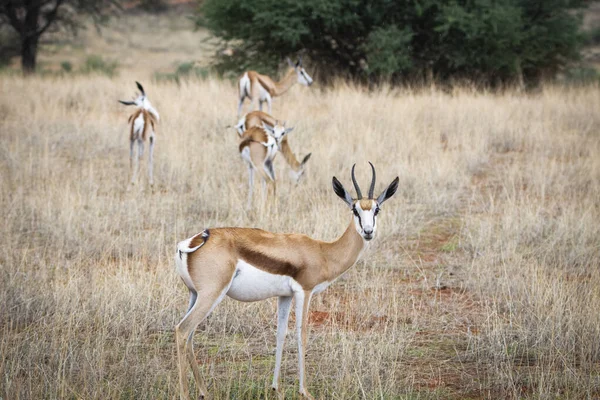 Springbok Antidorcas Marsupialis Kalahari Desert Namibia — Fotografia de Stock