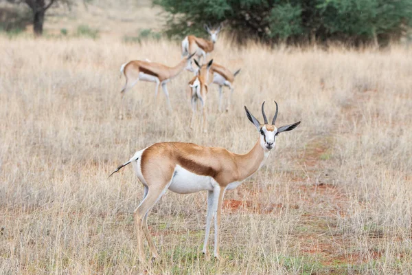 Namibya 'daki Kalahari çölünde bir Springbok, Antidorcas Marsupialis.