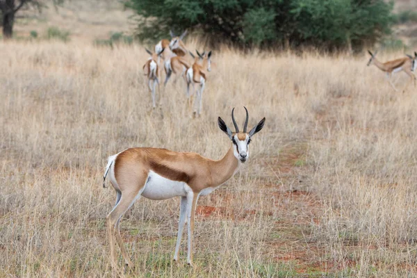 Springbok Antidorcas Marsupialis Kalahari Desert Namibia — Fotografia de Stock