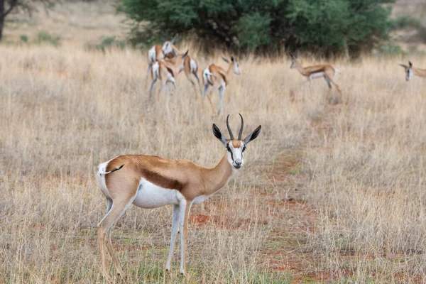 Springbok Antidorcas Marsupialis Kalahari Desert Namibia — Foto de Stock