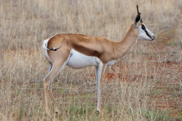 Namibya 'daki Kalahari çölünde bir Springbok, Antidorcas Marsupialis.