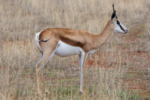 Springbok Antidorcas Marsupialis Pustyni Kalahari Namibii — Zdjęcie stockowe