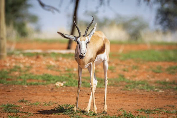 Ein Springbock Antidorcas Marsupialis Der Kalahari Wüste Namibia — Stockfoto