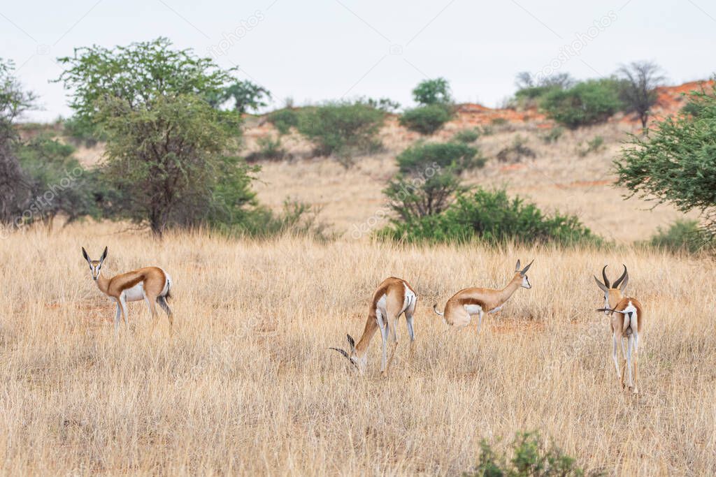 A Springbok, Antidorcas marsupialis, in Kalahari desert in Namibia