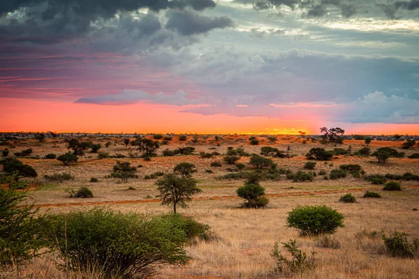 Krásná Krajina Živými Barvami Poušti Kalahari — Stock fotografie