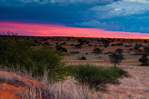 Schöne Landschaft Mit Leuchtenden Farben Der Kalahari Wüste — Stockfoto