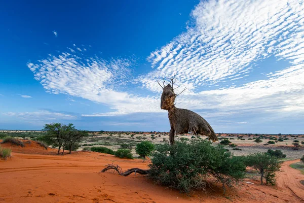Bela Paisagem Com Cores Vivas Deserto Kalahari — Fotografia de Stock