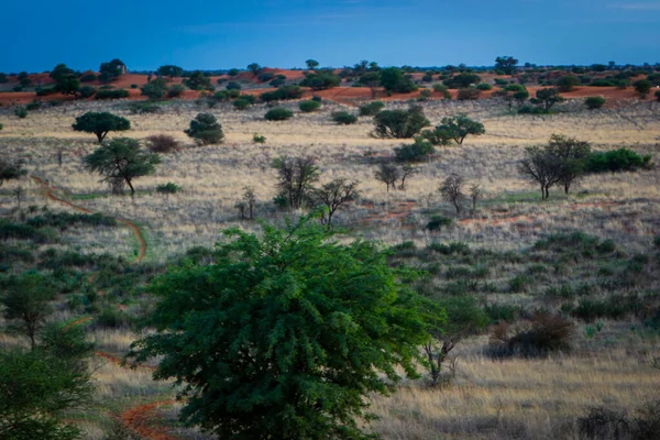 Prachtig Landschap Met Levendige Kleuren Kalahari Woestijn — Stockfoto