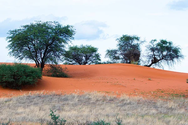 Piękny Krajobraz Żywymi Kolorami Pustyni Kalahari — Zdjęcie stockowe