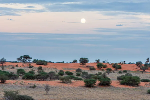 Piękny Krajobraz Żywymi Kolorami Pustyni Kalahari — Zdjęcie stockowe