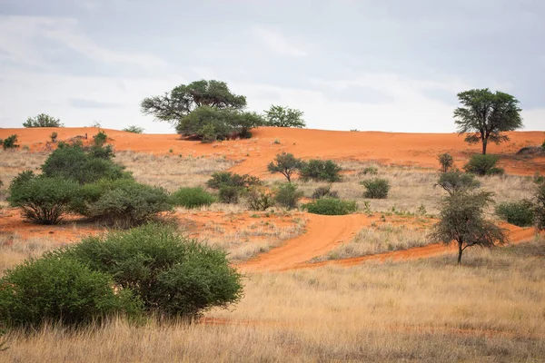 Kalahari Çölünde Canlı Renkleri Olan Güzel Bir Manzara — Stok fotoğraf