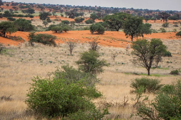 Vackert Landskap Med Levande Färger Kalahari Öken — Stockfoto
