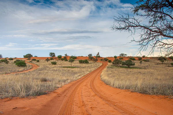 Beautiful Landscape Vivid Colours Kalahari Desert — Stock Photo, Image