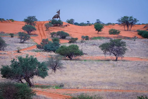 Красивый Пейзаж Яркими Красками Пустыне Калахари Намибии — стоковое фото
