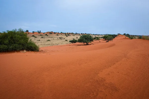 Schöne Landschaft Mit Leuchtenden Farben Der Kalahari Wüste Namibias — Stockfoto