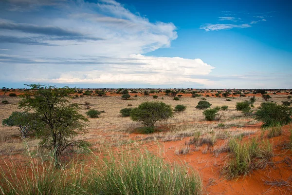 Чудовий Краєвид Яскравими Кольорами Пустелі Калахарі Намібія — стокове фото