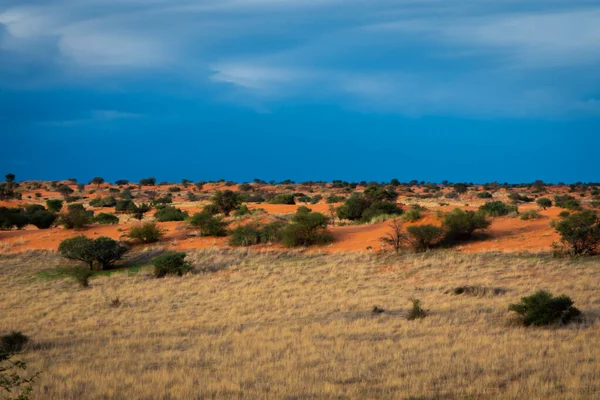 Namibya Nın Kalahari Çölünde Canlı Renkleri Olan Güzel Bir Manzara — Stok fotoğraf