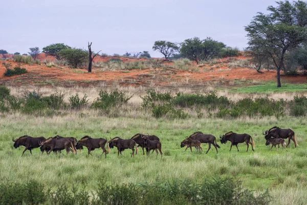Kara Antilop Sürüsü Connochaetes Gnou Doğu Namibya Daki Kalahari Çölünde — Stok fotoğraf